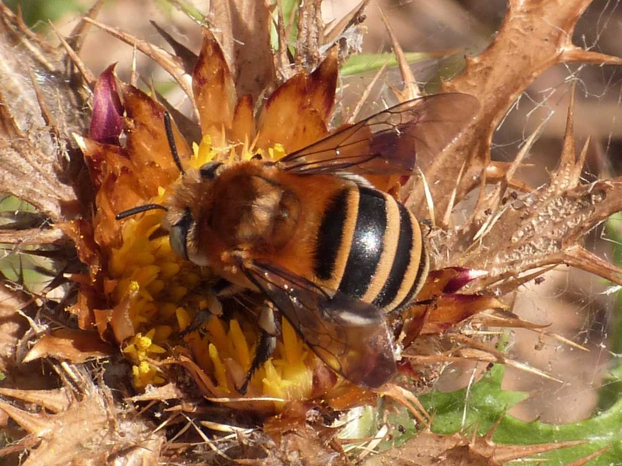 Amegilla sp. posata su carlina